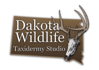 Lifelike taxidermy