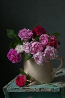 Lynn karlin photography