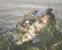 Lynn yenkey photography