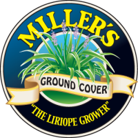 Millers ground cover