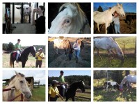Paws ranch equine rescue