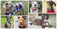 Pitbulls and friends dog recue