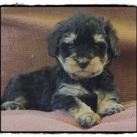 Shelbo schnoodles