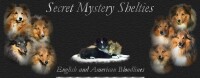 Sheltie acres