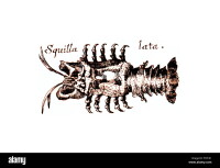 Squilla