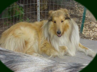 Stirling collies