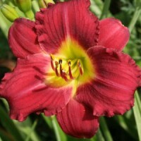 The daylily