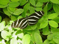 The butterfly estates, l.l.c.