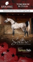 Thirteen oaks arabians