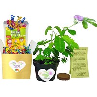 The ticklemeplant company, inc.