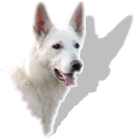 White shepherd genetics project