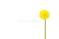 Yellow dandelion photography