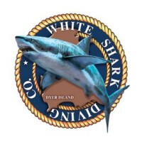 White shaarks