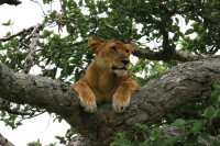 East african jungle safaris ltd