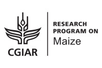 Directorate of maize research