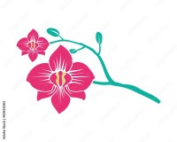 Pink orchid