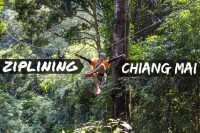 Flight of the gibbon