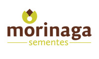 Morinaga sementes