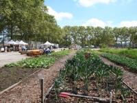 Added Value Red Hook Community Farm