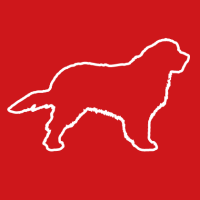 Adog web agência