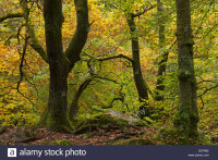 Cumbria Broadleaves