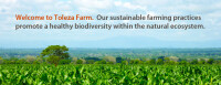 Toleza Farm, Malawi