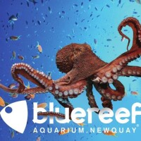 BlueReef Auarium Newquay