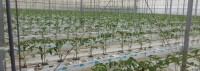 Glen avon growers limited