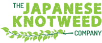 Japanese knotweed control