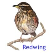 Redwing business intelligence