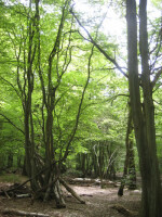 Ruislip woods trust