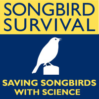 Songbird survival