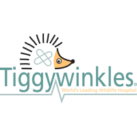 St tiggywinkles