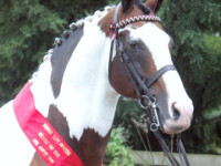 Country farm stud ltd