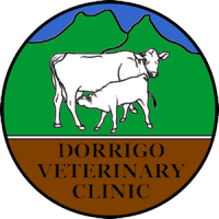 Dorrigo
