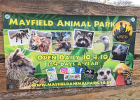 Mayfield alpacas animal park