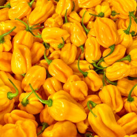 Orange chilli ltd