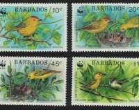 Yellow warbler
