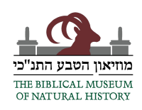 The biblical museum of natural history