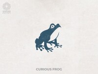 Curious toad