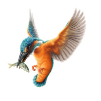 Kingfisher ecology ltd