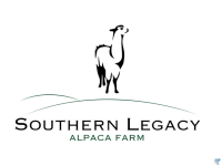 Alpacas @ legacy ranch