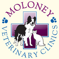 Moloney veterinary clinics