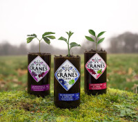 Planet cranes.com