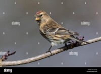 Redpoll group