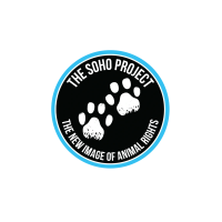 The soho project