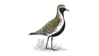 The golden plovers travels