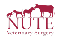 Nute veterinary surgery
