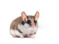 Eliomys