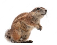 Inauris
